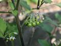 Solanum burbankii